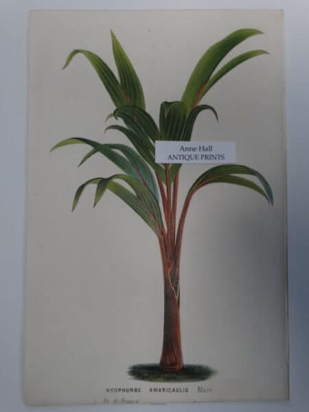 Palms Hyophorbe Amaricaulis