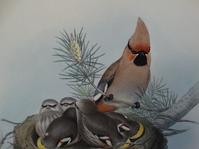 Antique lithographs hand colored engravings of Passerines or bird feeder types.