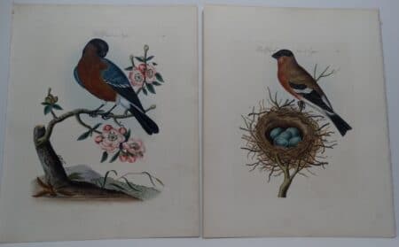 19th century bullfinch watercolor