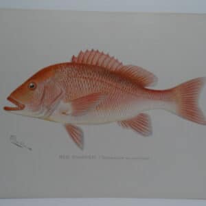 Lutjanus Campechanus