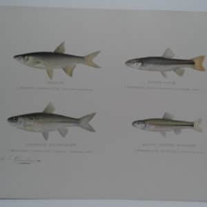 4 fish