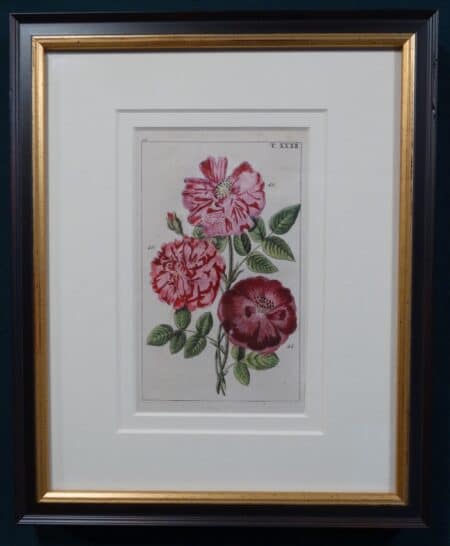decorative Wilhelm roses engraving