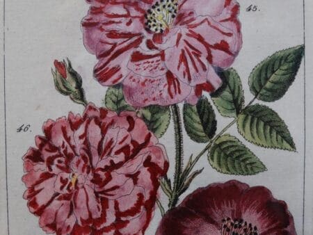 original rose watercolor engraving