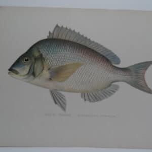 Stenotomus chrysops