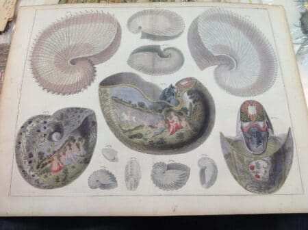 Nautilus seashells, rare engraving, published 1734-1754, by Albertus Seba for Locupletissimi Rerum Naturalium Thesauri Accurata Descriptio.