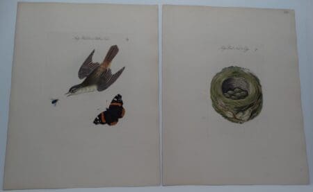 Acrocephalus schoenobaenus