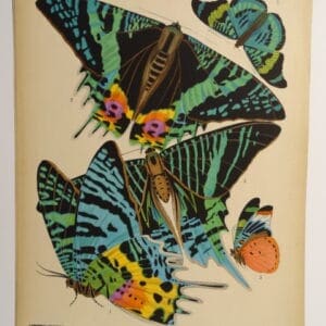 Seguy Deco Butterflies PL7