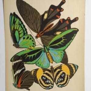 Seguy Papillons Butterfly PL1