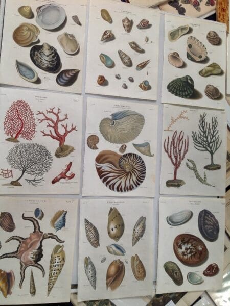 A decorative set or collection, of original watercolor engravings from the late 18th century, of seashells. The sea-shell engravings, are colorful decorative antiques.