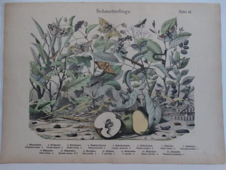 scientific caterpillars artwork
