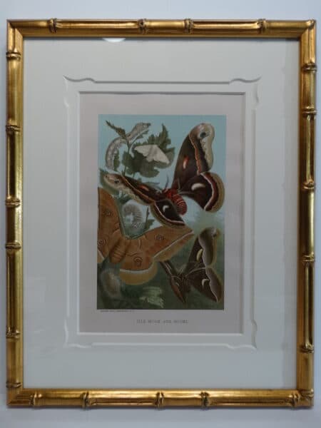 Spectacular trio of 19th century insect prints framed.