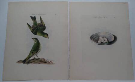 Yellow Green European Finch