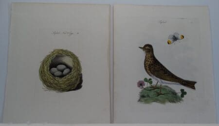 Bolton Birds Nests Eggs