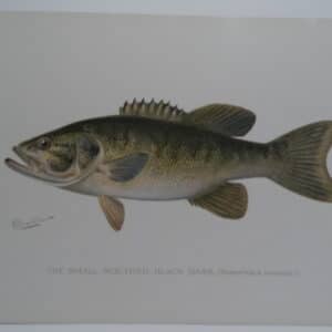Micropterus dolomieu