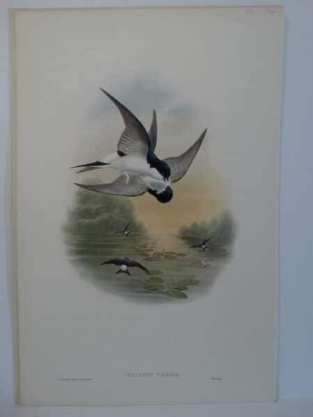 House Martin Swifts in flight