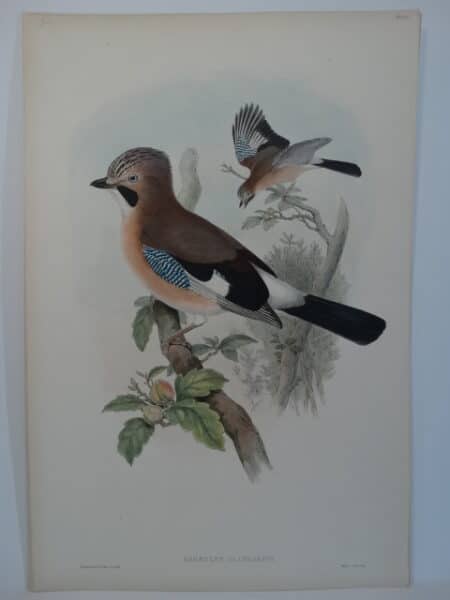 European Blue Jay Lithograph