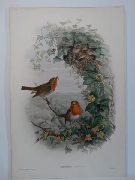 redbreast Erithacus rubecula
