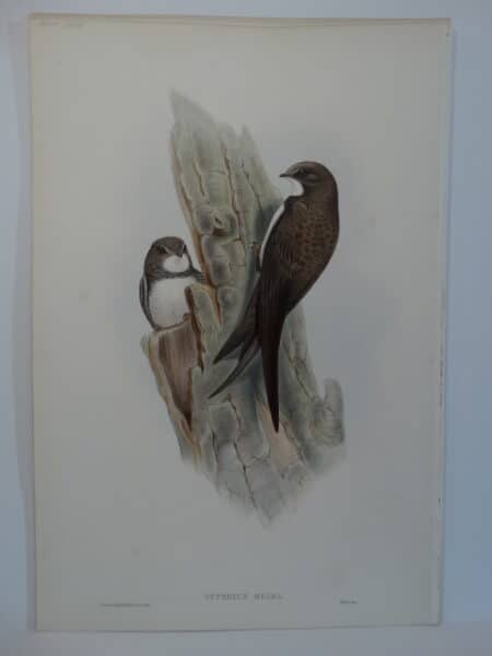 swallow martin apus