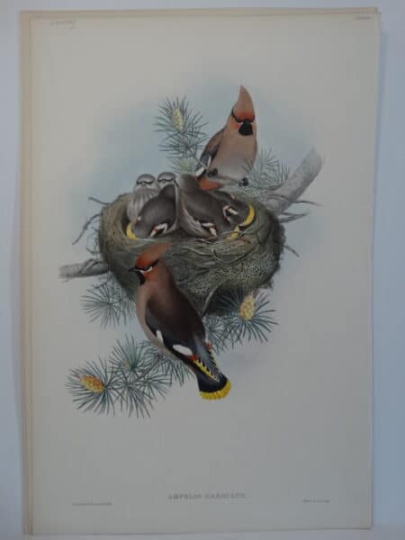Bohemian Cedar Waxwing Bird Nest