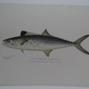 Scomberomorus maculatus