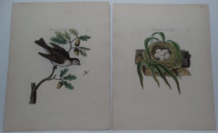 old world Muscicapa striata