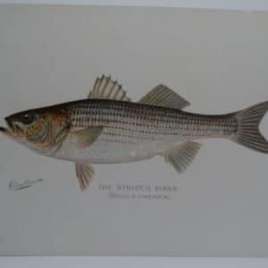 Striper or Rockfish