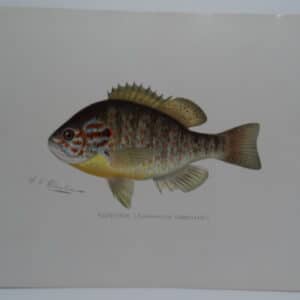 Fishing Redbreast Sunfish