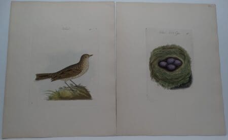 Titlark or Pipit Ground Bird