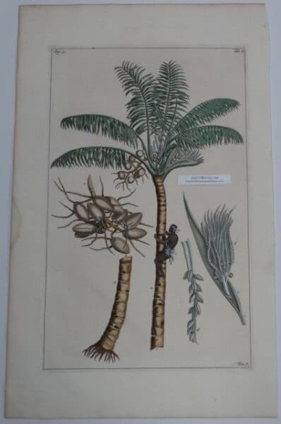 18th century palm tree art