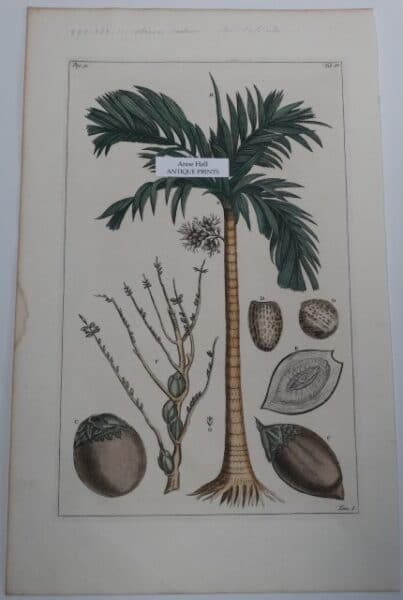Rumph Burmann Palm Trees P31TIV