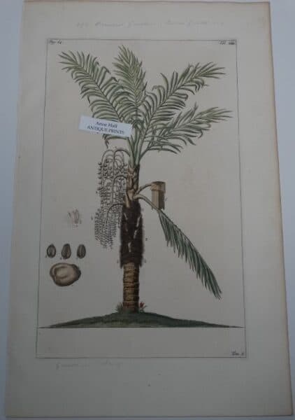 coconut palm tree 3 engraving P64TXIII