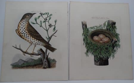 Rare James Bolton Art