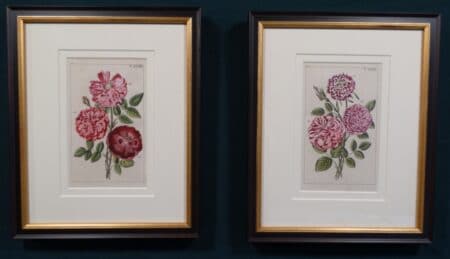 framed antique rose engravings