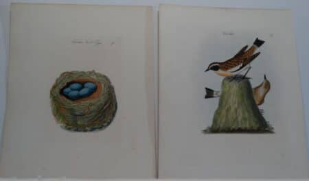 Bolton Birds Nests Eggs