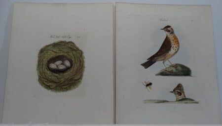 Bolton Birds Nests Eggs