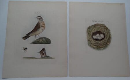 European Lullula arborea