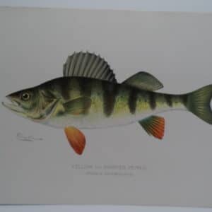 Perca Americana Denton lithograph
