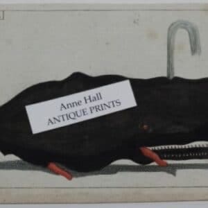 Wilhelm watercolor whale engraving