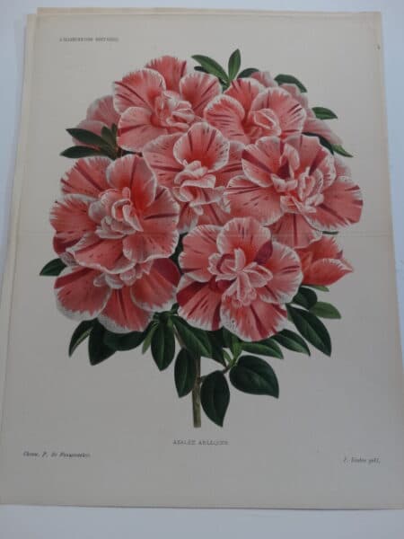 candy striped azaleas-rhododendrons lithograph