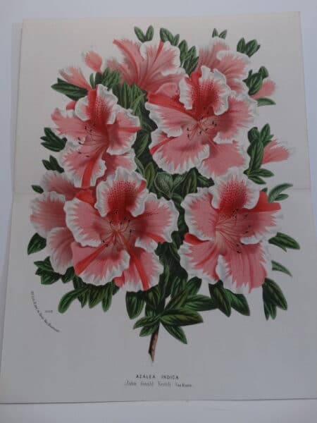 striped azaleas-rhododendrons antique lithograph