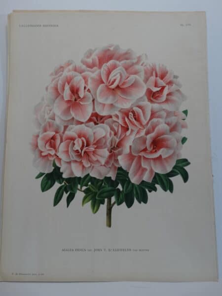 stunning pink azalea lithograph