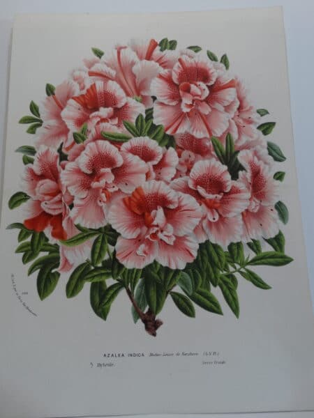Fabulous antique lithograph azalea
