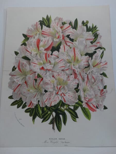 azaleas-rhododendrons striped in pink and white