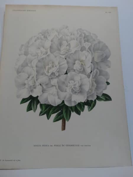 white azaleas to grow