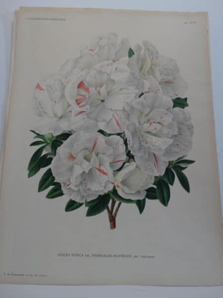 white azaleas 19th century