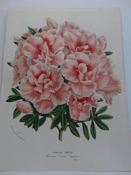 exceptional azalea 19th century