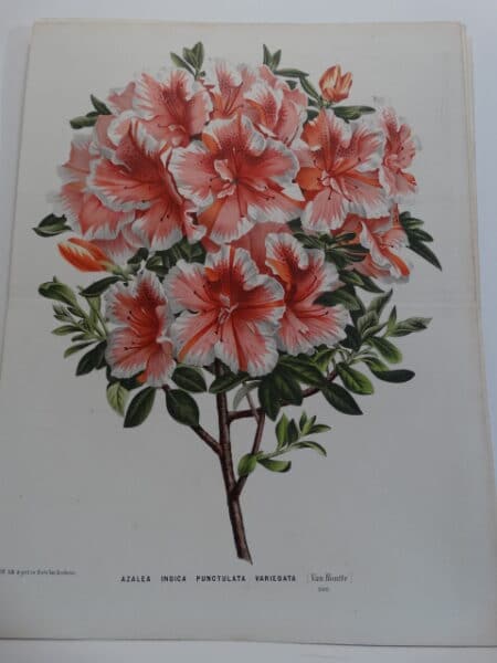 striking antique azalea print