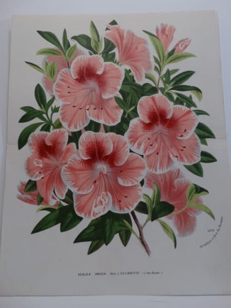 striking pink and white azaleas-rhododendrons