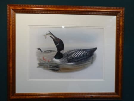 John Gould's Book Birds of Great Britain