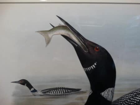 19th century art by famous ornithologist John Gould